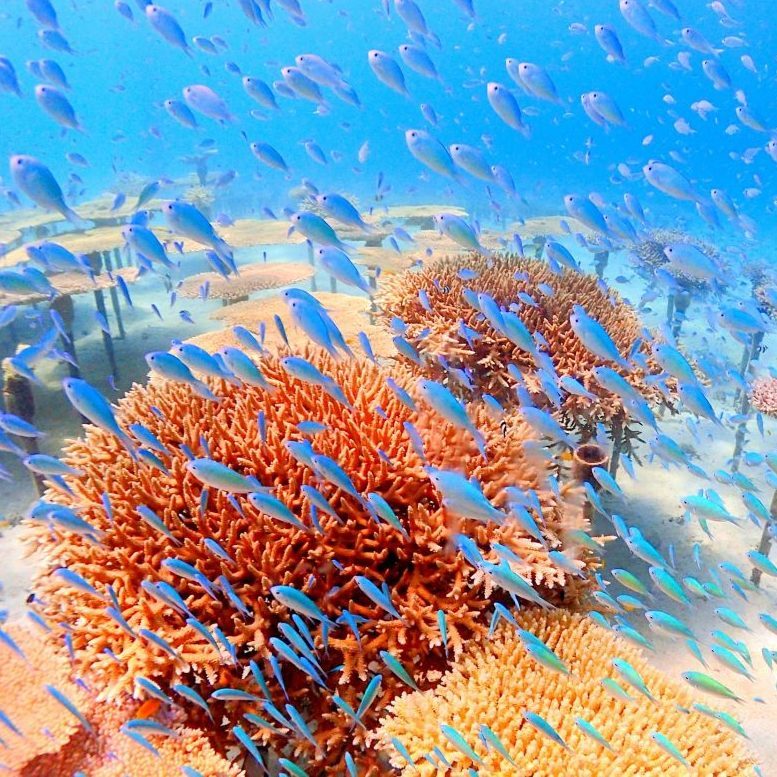 沖縄ダイビングサービス Lagoon