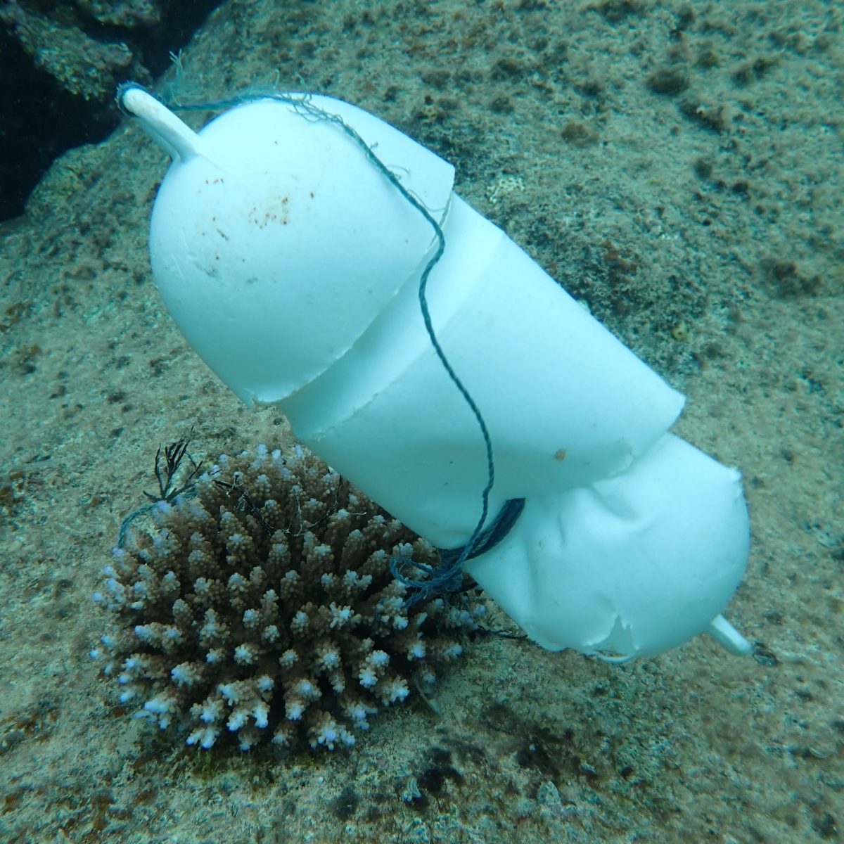 サンゴ礁を守る第一歩は知ることから