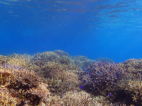 キレイなサンゴ礁