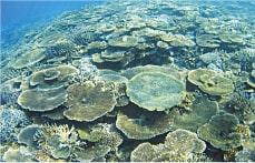 礁サンゴの現状把握および経時的変化の要因分析
