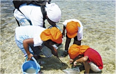 海辺の生き物観察会